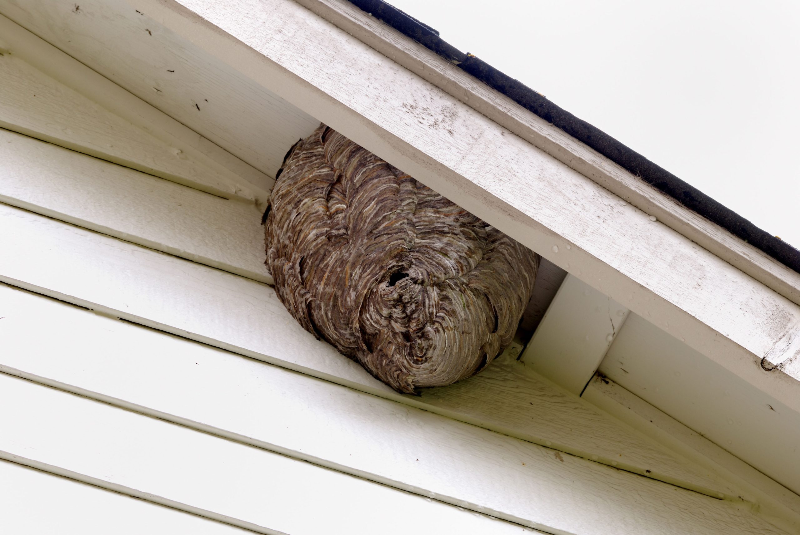 pest control quincy il